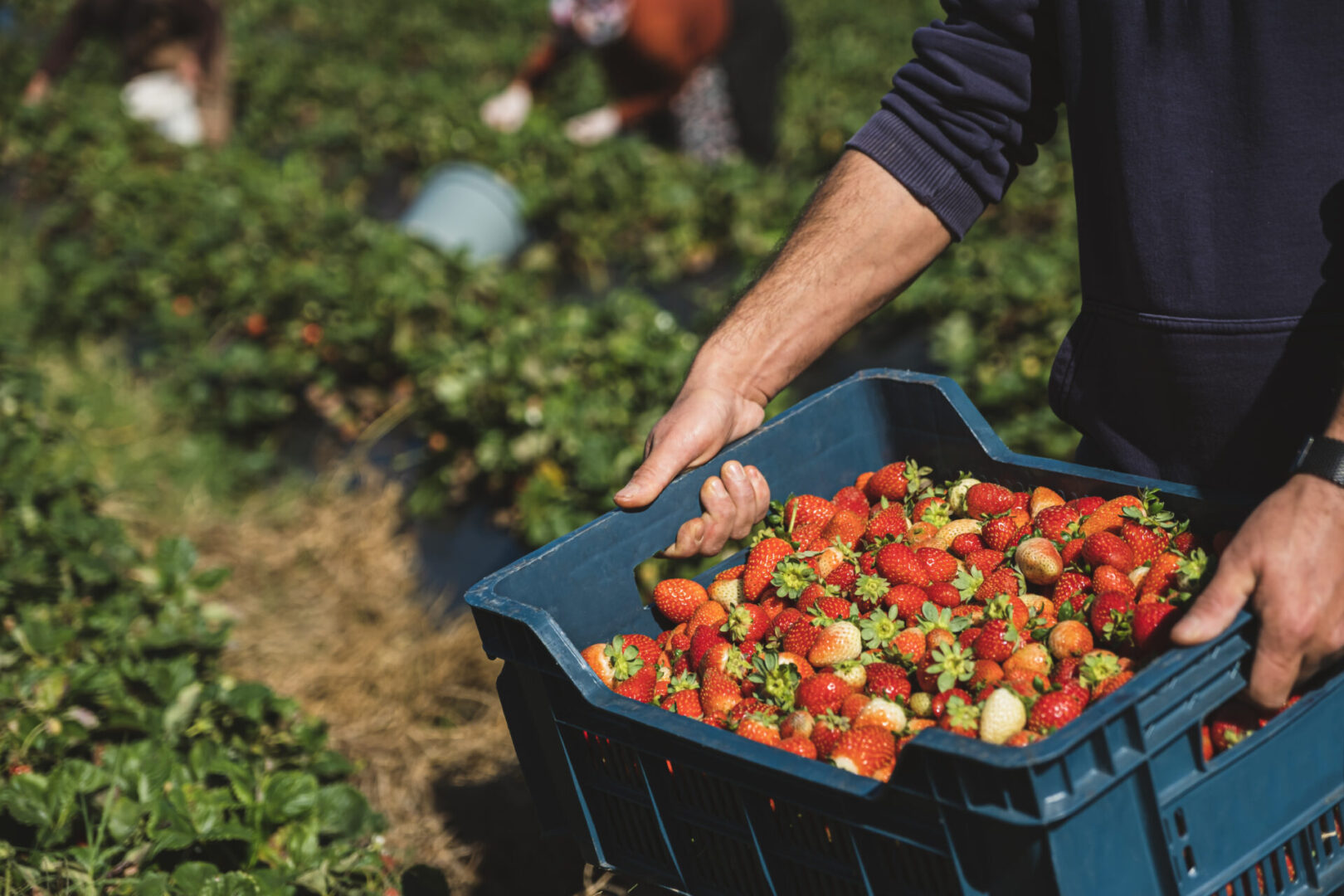Farmer harvesting a crate of strawberries.