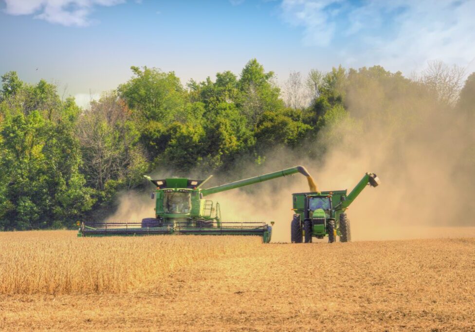 Harvesting grain with combine and tractor.