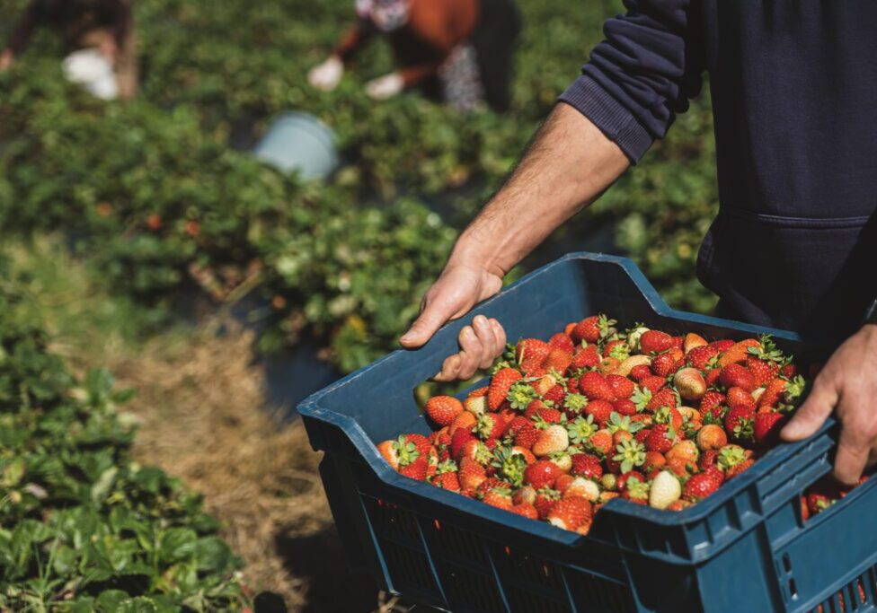 Farmer harvesting a crate of strawberries.